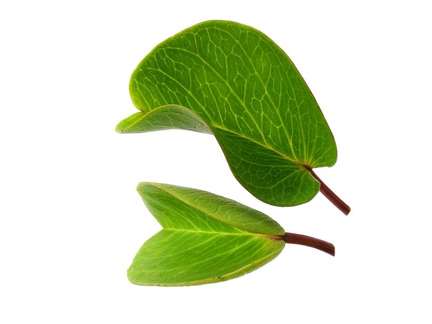 Ipomoea pescaprae leaves or beach morning glory leaf Isolated on white background