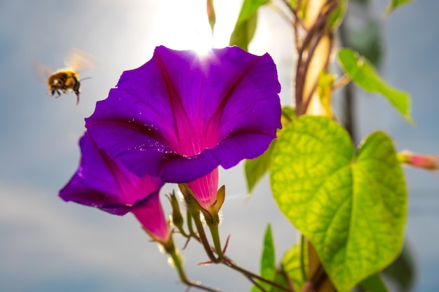 Ipomoea purpurea en vliegende bij