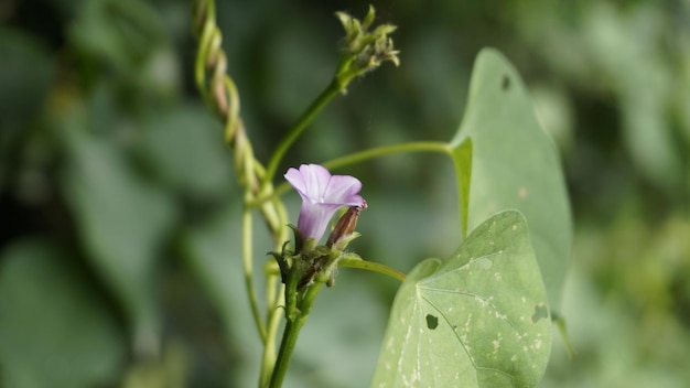 작은 종이라고도 알려진 Ipomoea triloba 세 잎 나팔꽃 Campanilla morada 너도밤나무 고사리 Krugs 흰색 Trilobed 등