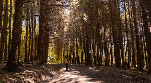 Irati forest or jungle in autumn, a young hiker at sunset on a pine path. Ochagavia, northern Navarra in Spain