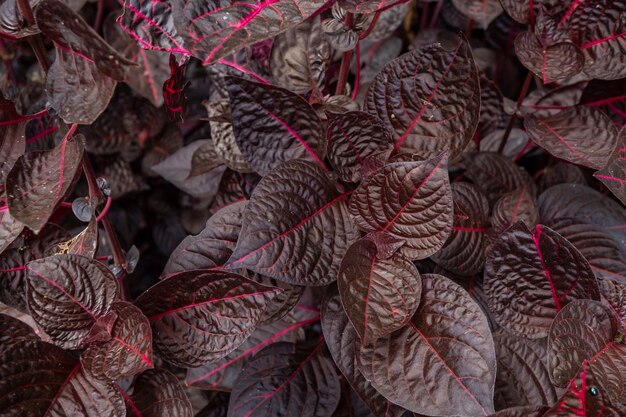 Iresine herbstii bloodleaf tropical plant on the forest