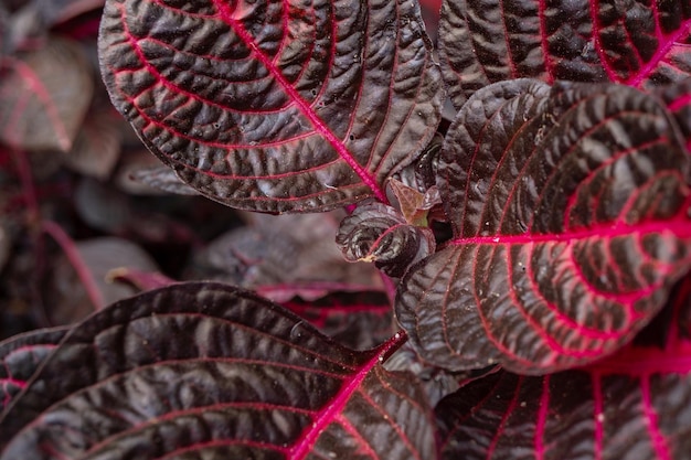 Iresine herbstii bloodleaf tropical plant on the forest