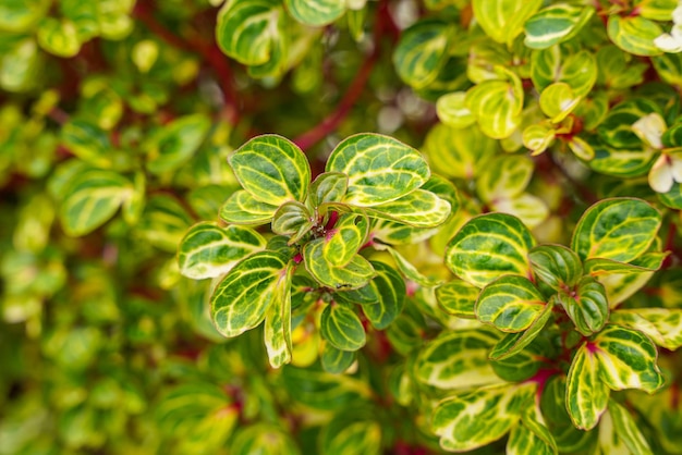 Iresine Herbstii of Herbst's bloodleaf is een soort bloeiende plant uit de familie Amaranthaceae