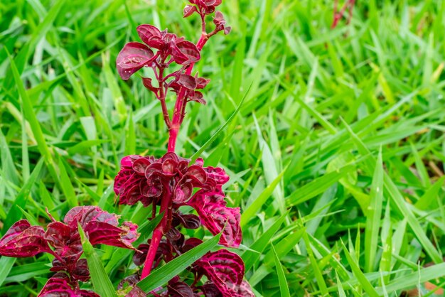 Iresine Herstii of Herbst Bloodleaf Sommigen noemen deze plant de kippenmaagplant