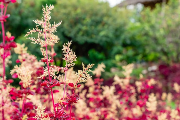 Iresine Herstii of Herbst Bloodleaf Sommigen noemen deze plant de kippenmaagplant