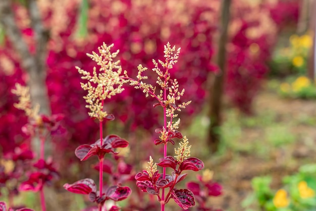 Iresine Herstii of Herbst Bloodleaf Sommigen noemen deze plant de kippenmaagplant