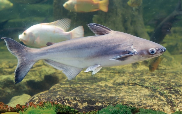 Iridescent shark swimming in pond