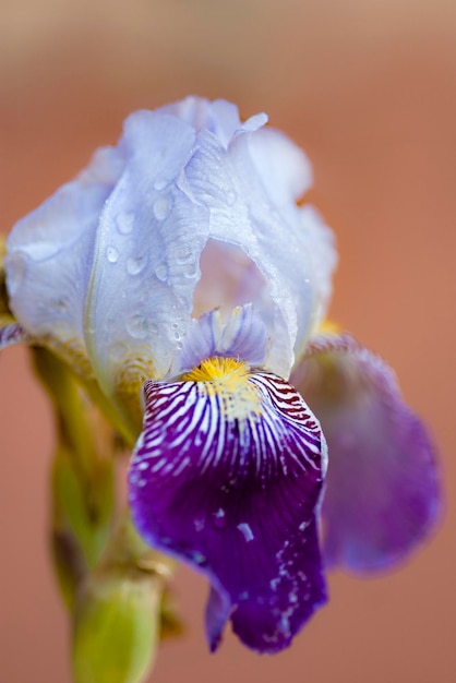 Iris after rain macro photography