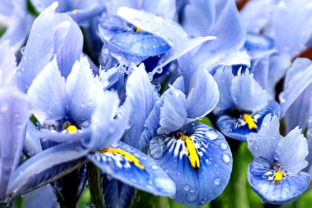 Iris blauwe bloemblaadjes met dauw druppels florale achtergrond