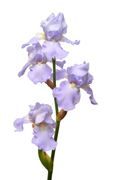 Iris bloemen boeket violet geïsoleerd op een witte achtergrond. Zomer. Lente. Platliggend, bovenaanzicht. Bloemenpatroon. Liefde. Valentijnsdag