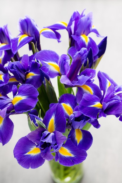 Iris bloemen close-up