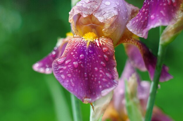 Iris bloemen in waterdruppels na regen Moskou regio Rusland