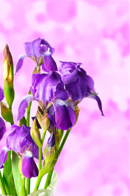 Iris bloemen