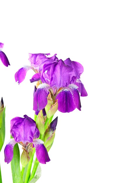 Iris bloemen