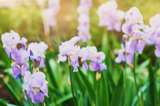 Iris bloementuin in de lente bij zonsondergang