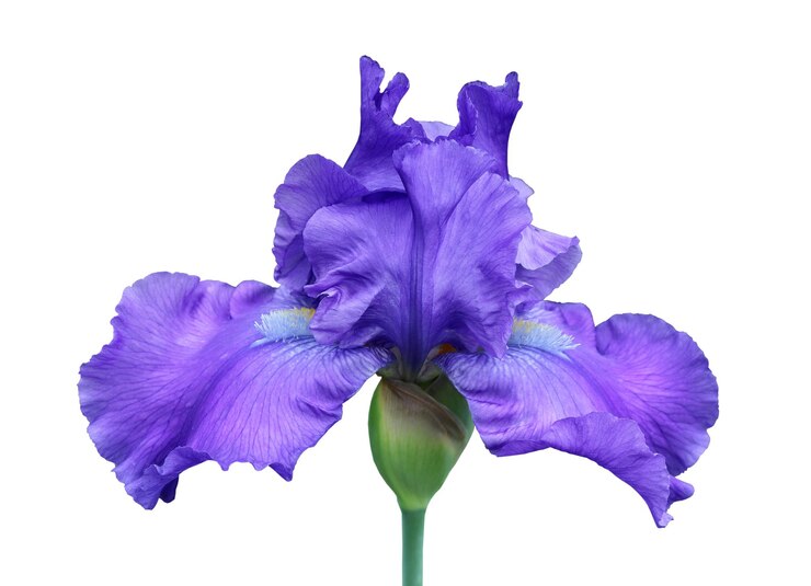 Photo iris closeup isolated flower on white background