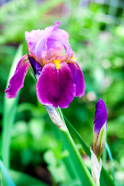 Iris cultivar flower closeup on green garden