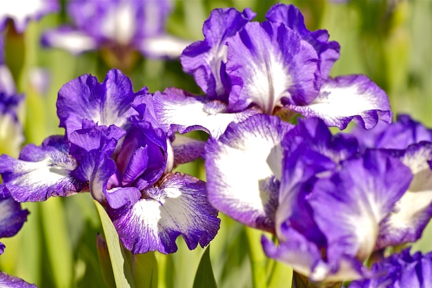 Iris Dark Rings