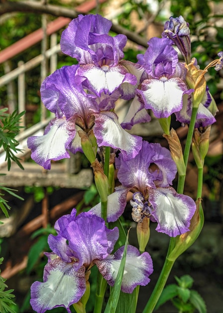 Iris Earl of Essex flower on green leaves background