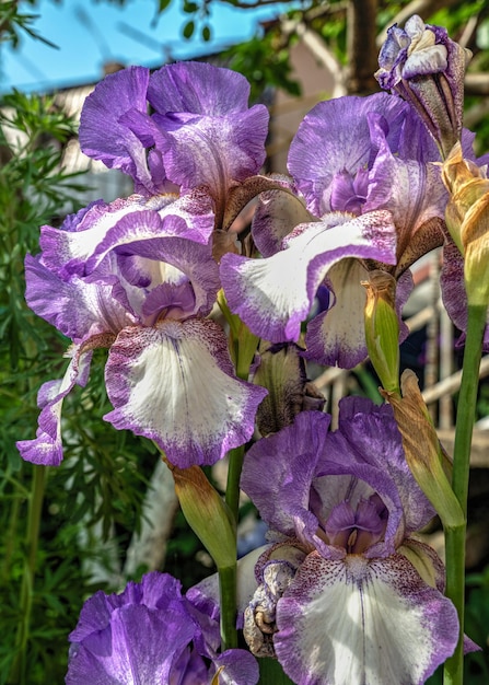 Iris earl of essex fiore su sfondo di foglie verdi