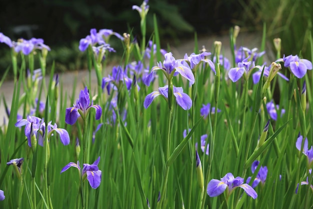 アイリスまたはフラッグまたはグラドンまたはフルールデリスの花庭に咲く青いアイリスの花