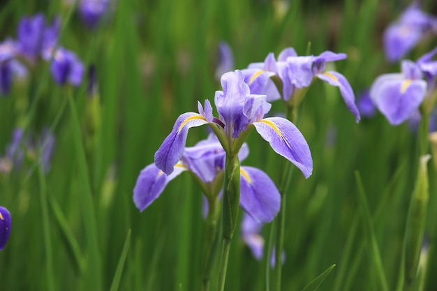 아이리스 또는 플래그 또는 Gladdon 또는 Fleurdelis 꽃 정원에서 피는 파란색 아이리스 꽃