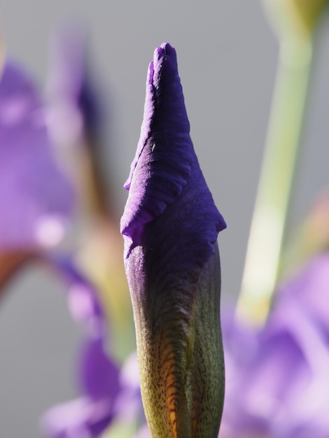 アイリスの花のつぼみ