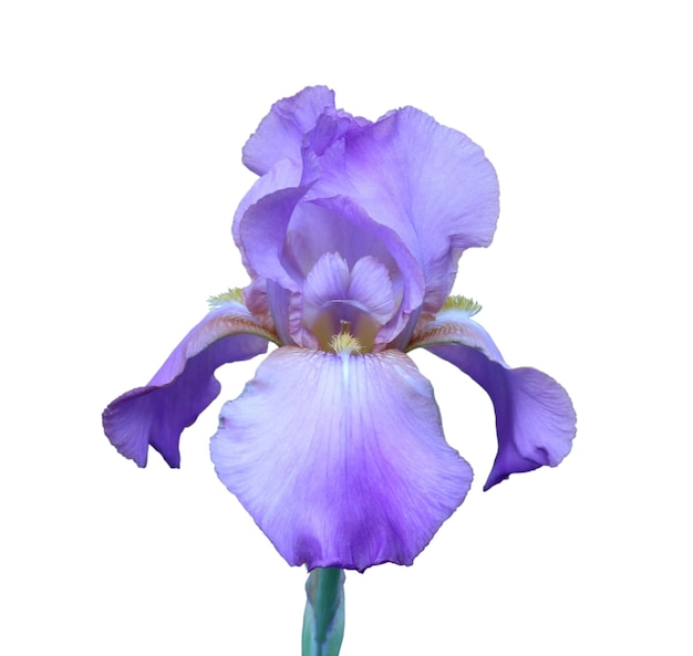 Iris flower close up on white background