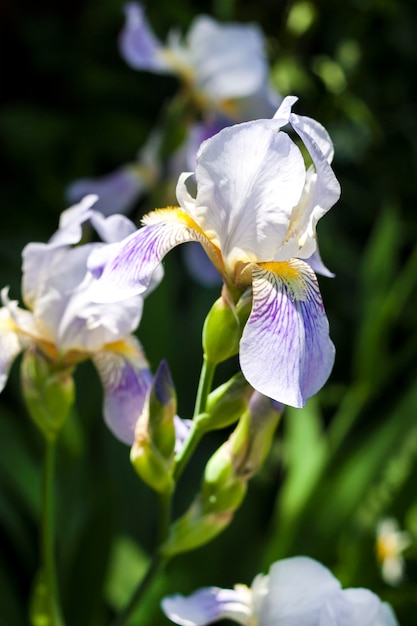 緑豊かな庭園にアイリスの花のクローズアップ