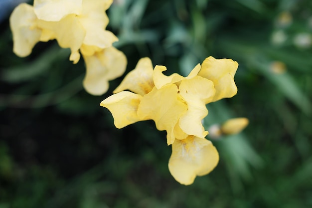 アイリスの花は庭で育つぼやけた緑の背景に花アイリスのクローズ アップ満開