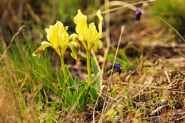 写真 自然の中でアイリスの花