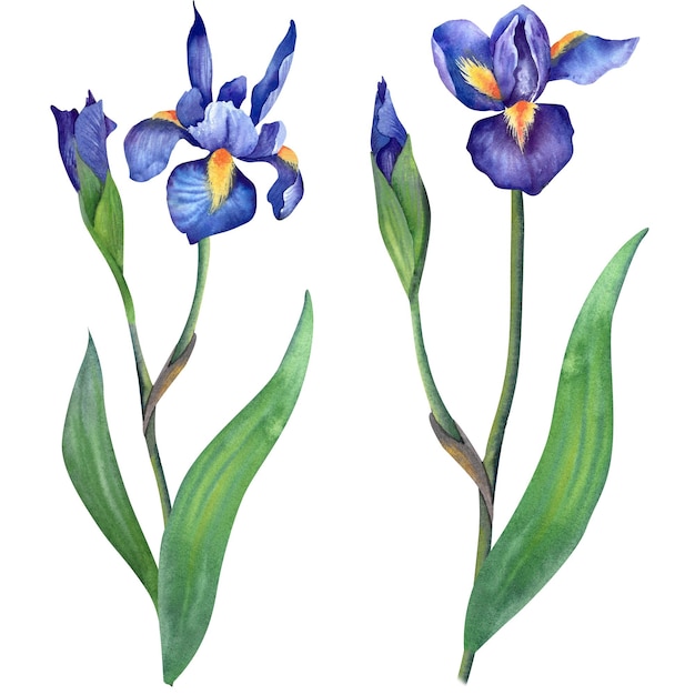 Iris flower Isolated watercolor illustration Botany