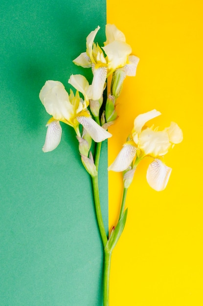 Iris flower light yellow. Studio Photo