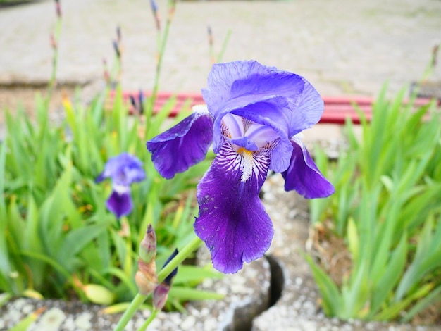 アイリスの花パープルブルーアイリス科アヤメ科美しい街の花壇庭の芝生の緑地の装飾絶妙な逆花の花びら趣味としての花卉園芸