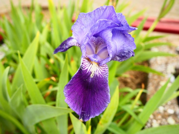 Iris flower Purple blue iris Family Iridaceae Beautiful city flower bed Decoration of the garden lawn green area Exquisite inverted flower petals Floriculture as a hobby