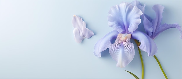 Photo iris flower with blue petals against a isolated pastel background copy space