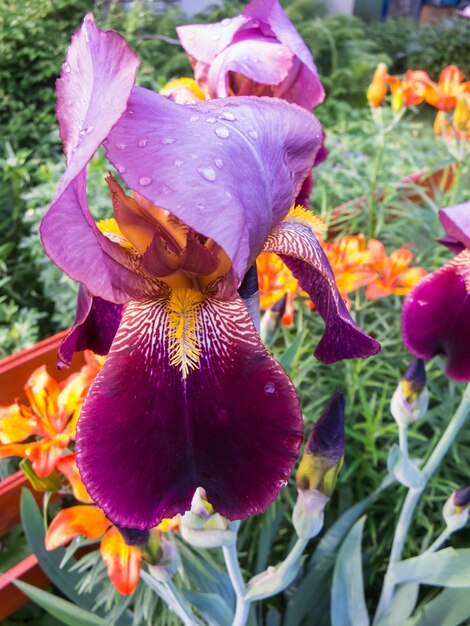 Iris flower with water droplets