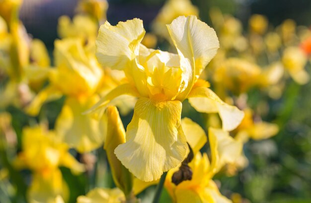 Iris flower yellow iris