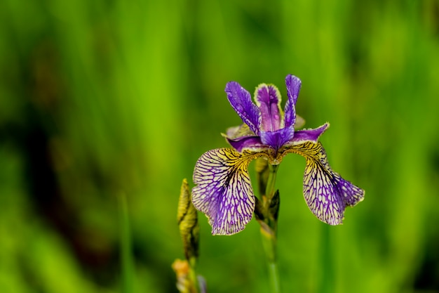 Iris flower