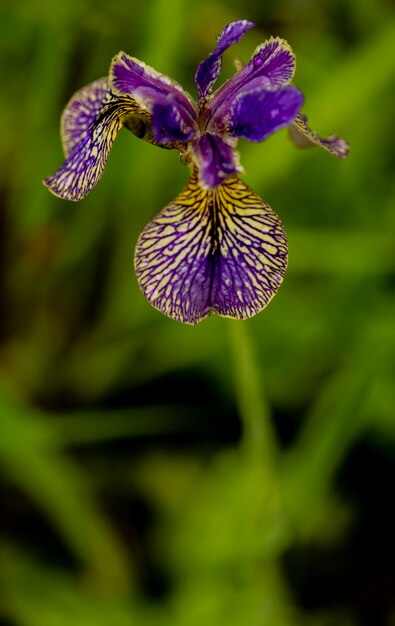 Iris flower