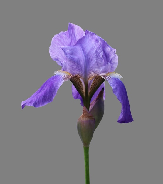 Iris flower