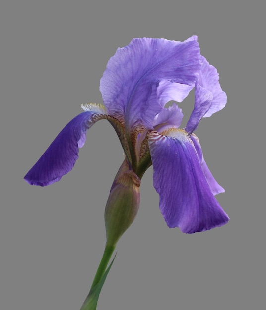 Iris flower