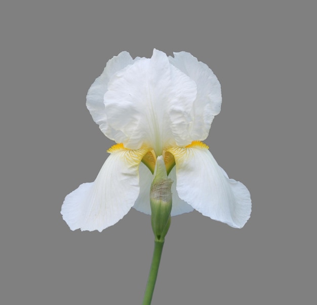 Iris flower