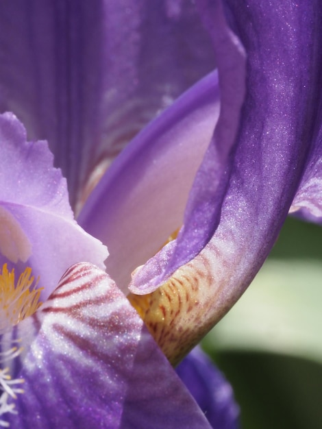 iris flower