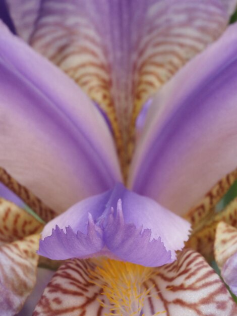 iris flower