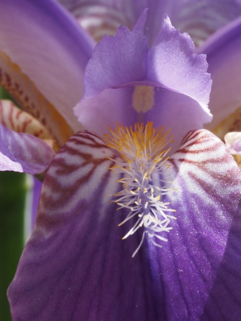 iris flower