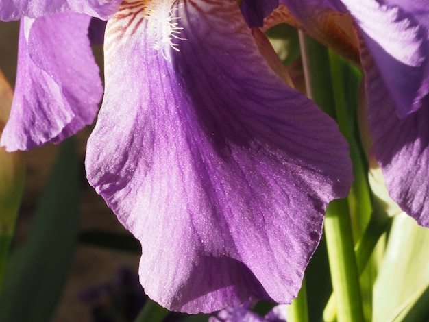 iris flower