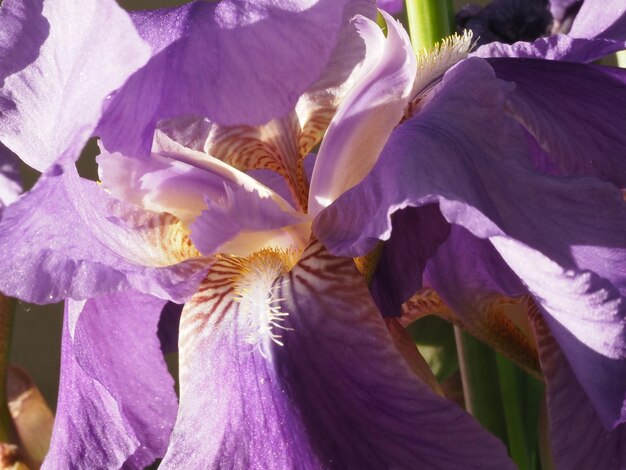 iris flower