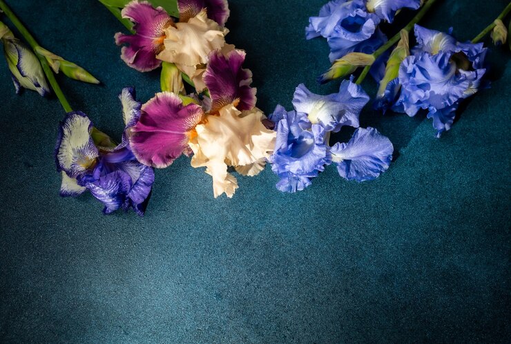 青いテクスチャの背景にあるイリスの花