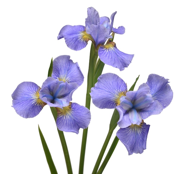 Iris flowers bouquet blue isolated on white background Summer Spring Flat lay top view Floral pattern Love Valentine's Day